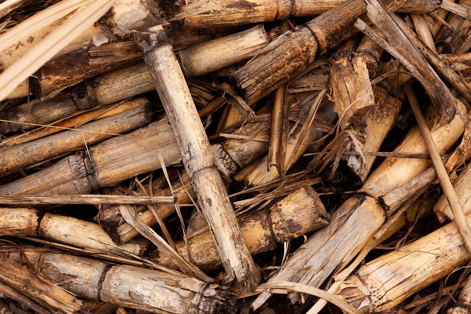 Tout Ce Que Vous Devez Savoir Sur La Biomasse Qui Est Vert